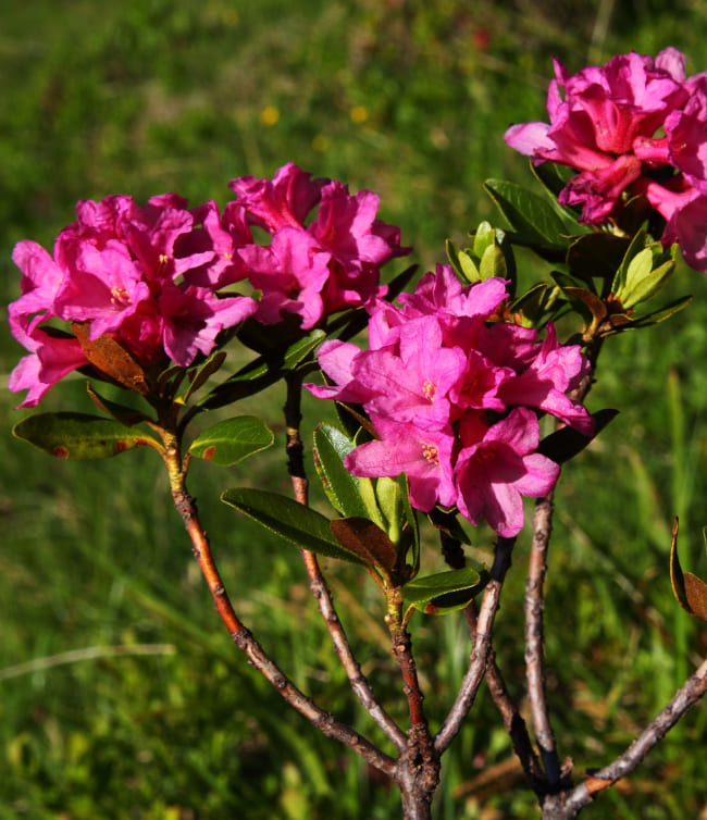 Almrosen © www.grossarltal.info