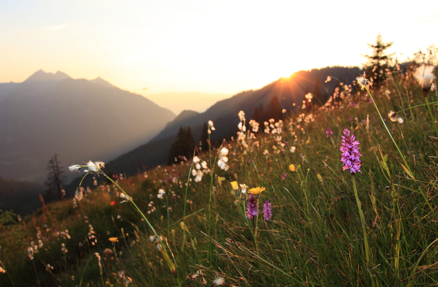 Sommerwiese bei Sonnenuntergang in Großarl in Österreich